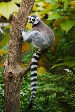 Ring-tailed Lemur sitting in tree Stock Photos