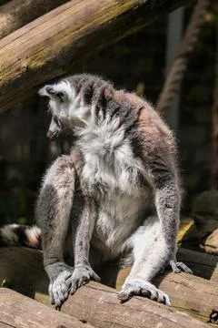 Ring-tailed lemur sitting on a tree. An excellent illustration. Stock Photos