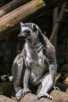 Ring-tailed lemur sitting on a tree. An excellent illustration. Stock Photos