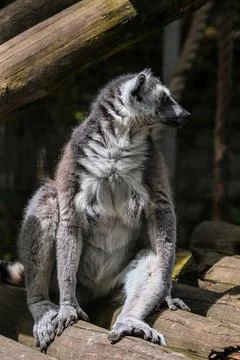 Ring-tailed lemur sitting on a tree. An excellent illustration. Stock Photos