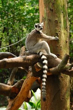 A ring-tailed lemur sitting on a tree in the wild with its distinctive black Stock Photos