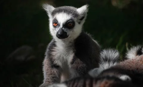 Ring tailed lemur sitting upright looking forward with vibrant amber eyes Stock Photos