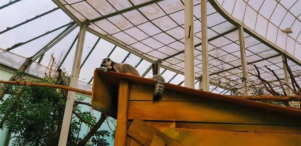 Ring tailed lemur sleeping on a hut Stock Photos