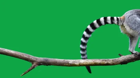Ring tailed lemur slowly walking on a log on a green screen. slow motion Stock-Footage 214661366