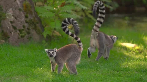 Ring tailed lemur standing on green grass field in bright natural sunlight outdo Stock Footage 328534112
