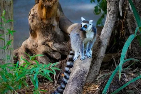 Ring-tailed lemur standing on a tree branch in lush habitat. Stock Photos