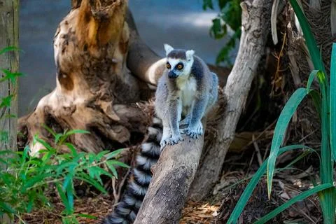 Ring-tailed lemur standing on a tree branch in lush habitat. Stock Photos