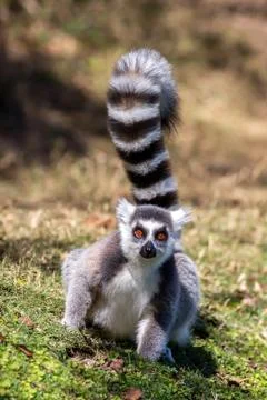 Ring-tailed lemur staring at camera (Lemur catta), Anja Reserve, Madagascar 스톡 사진