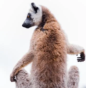 Ring-tailed lemur sunbathing Stock Photos