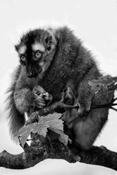 Ring tailed lemur on a tree branch which is native to Madagascar Stockfoto's