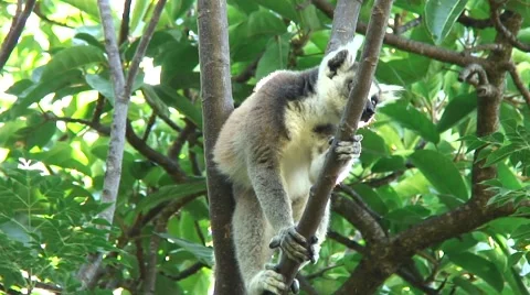 Ring-tailed Lemur in tree looking around up 1 Stock Footage 56479847
