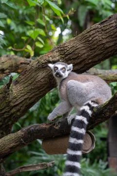 Ring tailed Lemur in a tree 写真素材