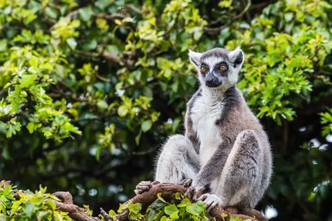 Ring-tailed lemur in a tree Stock Photos
