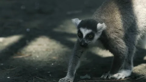 Ring-Tailed Lemur on Tree Trunk in Zoological Garden. Lemur Stockbeeldmateriaal 238628508