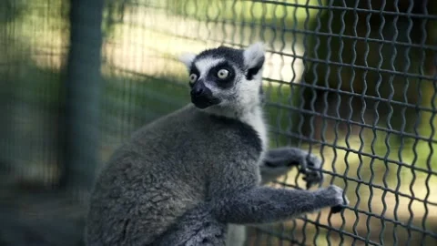 Ring-Tailed Lemur on Tree Trunk in Zoological Garden. Lemur Stock Footage 238628813