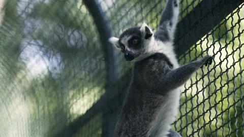 Ring-Tailed Lemur on Tree Trunk in Zoological Garden. Lemur Stock Footage 238628923