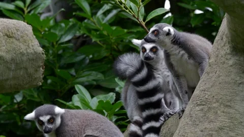Ring-Tailed Lemur Troop In Tree, Large Strepsirrhine Primate Stock Footage 318231878