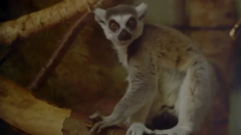 Ring tailed Lemur turning around on branch Stock Footage 163668451
