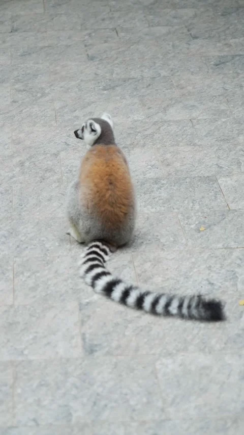 A ring-tailed lemur walking forward on a paved path. Stock Footage 344847634