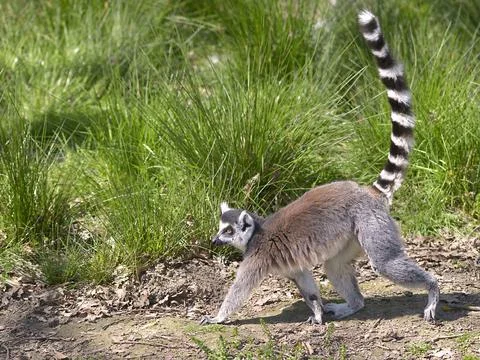 Ring-tailed lemur walking Stock Photos