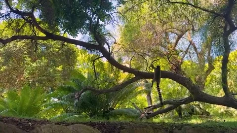 Ring tailed lemur walking through lush tropical forest Stock Footage 338327139