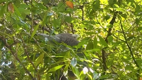 Ring tailed lemur walking through lush tropical forest Stock Footage 338327169