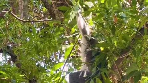 Ring tailed lemur walking through lush tropical forest Stock Footage 338327211