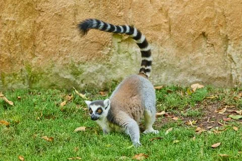 Ring-tailed lemur walks on the grass Stock Photos