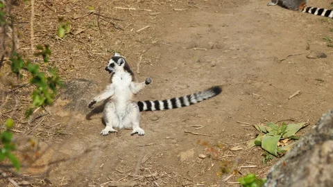 Ring Tailed Lemur Warming Himself Up By Sunbathing, Madagascar Stock Footage 122312204