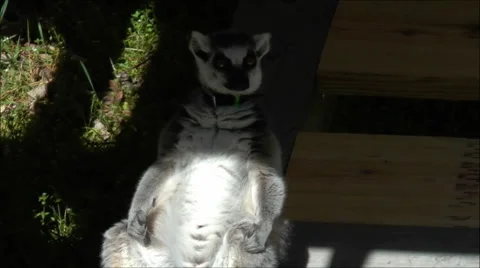 Ring tailed Lemur warming it's belly Stock-Footage 1866552