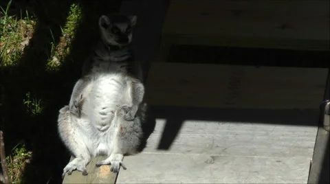 Ring tailed Lemur warming it's belly Vídeos de archivo 1875767