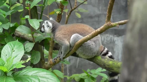 A Ring-tailed Lemur on a wooden perch. Stock Footage 344847640