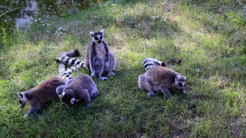 Ring tailed lemur in zoo enclosure featuring striped tail fur Stock Footage 321113057