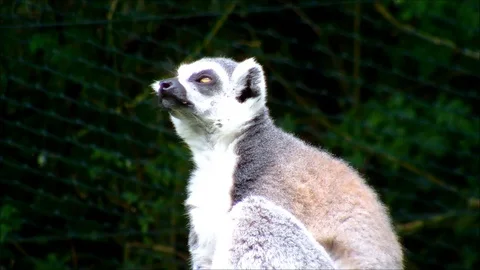 Ring tailed lemur in a zoo Stock Footage 92473833