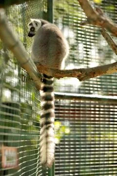 Ring tailed lemur at zoo A Stock Photos