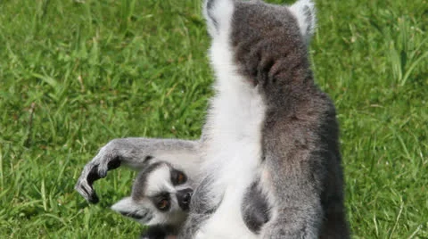 Ring-tailed lemurs drinking milk Stock Footage 25483991