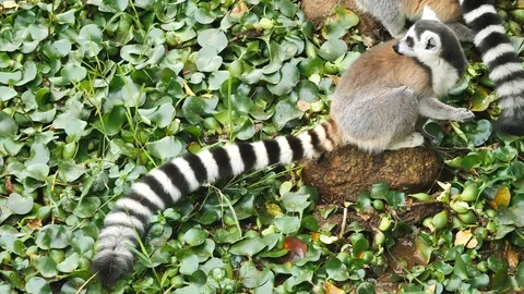 Ring Tailed Lemurs Eating While Looking Around, Anja Park, Madagascar Stock Footage 122313097
