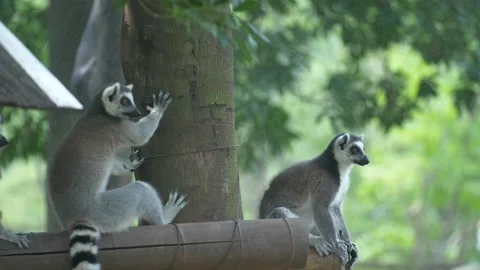 Ring-tailed Lemurs in ecological Zoo Stock Footage 155676870