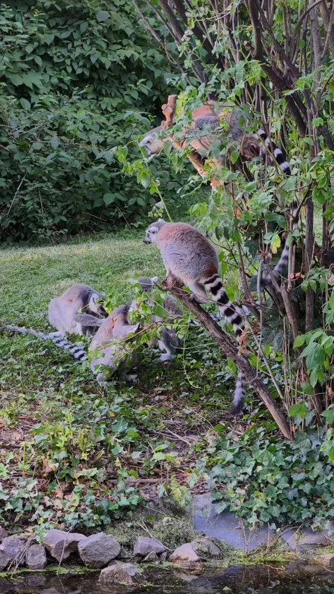 Ring-Tailed Lemurs Exploring Green Habitat in 4K Vertical Footage Stock Footage 342343040