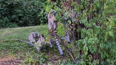 Ring-Tailed Lemurs Exploring Green Habitat in Vivid 4K Footage 스톡 동영상 342343086