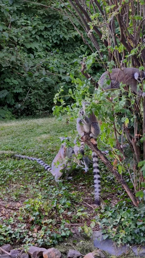 Ring-Tailed Lemurs Exploring Green Habitat in 4K Vertical Footage Vidéo 342343167