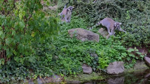 Ring-Tailed Lemurs Exploring Green Habitat in Vivid 4K Footage 스톡 동영상 342343225