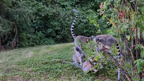 Ring-Tailed Lemurs Exploring Green Habitat in Vivid 4K Footage Stockbeeldmateriaal 342343233