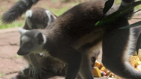 Ring-tailed lemurs feeding on chopped bananas, corn, peanuts, berries, and Stock Footage 339297197