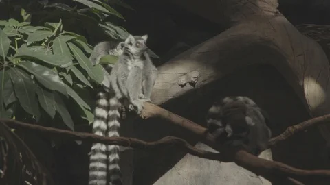 Ring-Tailed Lemurs Stock Footage 86577159