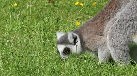 Ring-tailed lemurs foraging Stock Footage 25483904