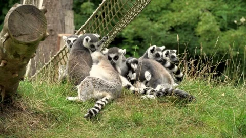 Ring tailed lemurs huddling together on grassy hill in wildlife park. Stock-Footage 341243011