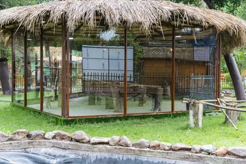 Ring-tailed lemurs inside a modern zoo enclosure with glass walls Stock Photos
