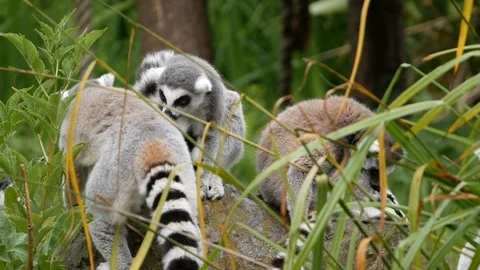 Ring-tailed lemurs (Lemur catta) grooming each other 動画素材 104040965