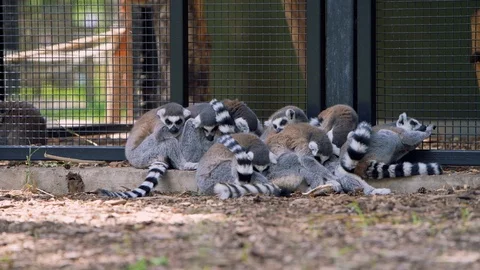 Ring-Tailed lemurs - Lemur catta - sleeping in a group together for safety Stock Footage 113889429